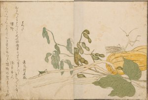 Cavalletta e mantide religiosa, 1788